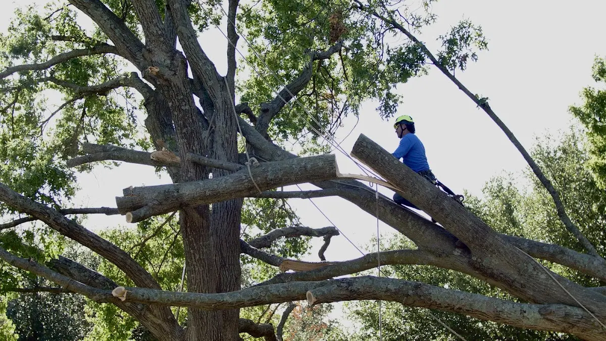 Professional Crown Thinning performed by certified arborists in Barrytown