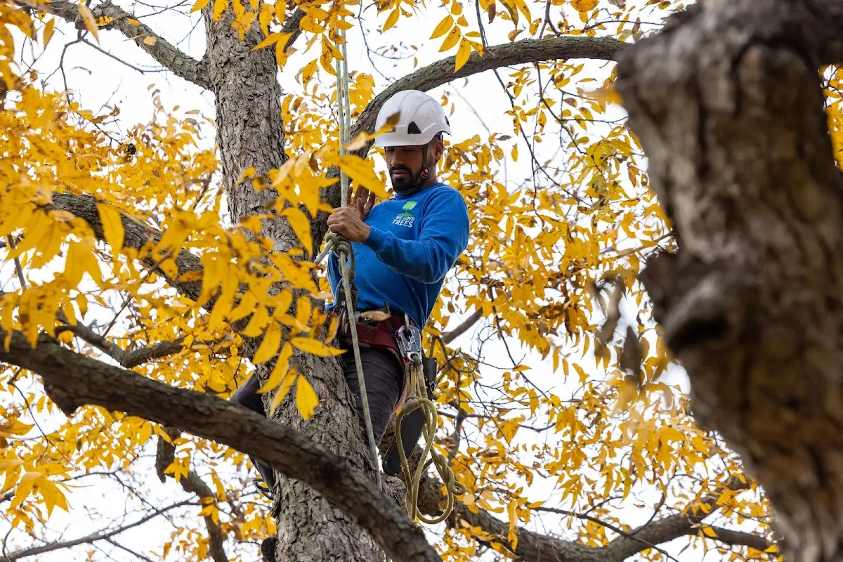 Skilled Tree Transplanting crew working in Barrytown