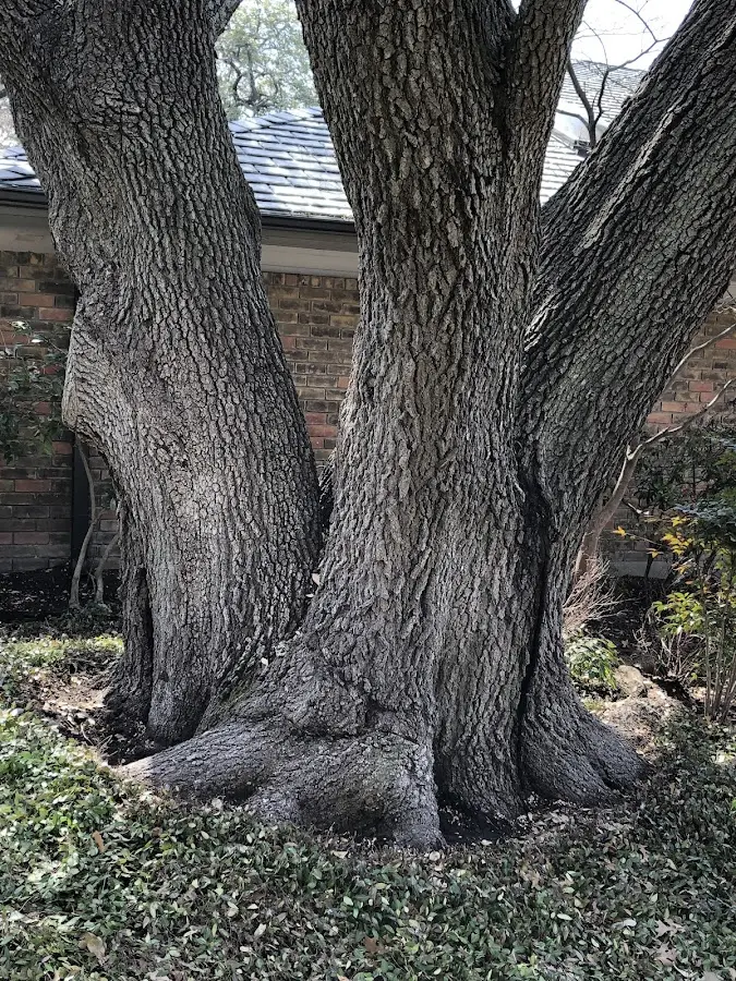 Mature heritage tree close to a Barrytown property cared for by certified arborists